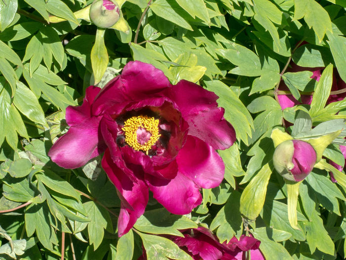 Close-up of fresh pink flowers blooming outdoors