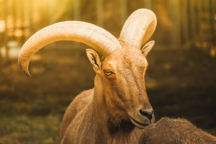 Close-up of goat