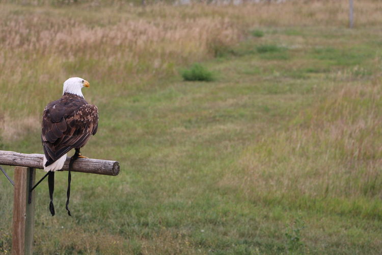 Eagle perching on wood 