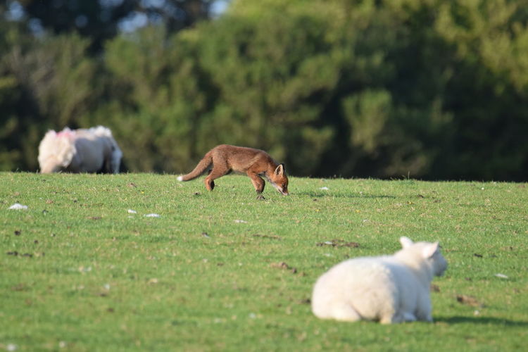 Sheep grazing in a field with a fox