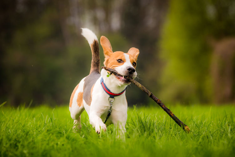 Dog running in a field with a stick