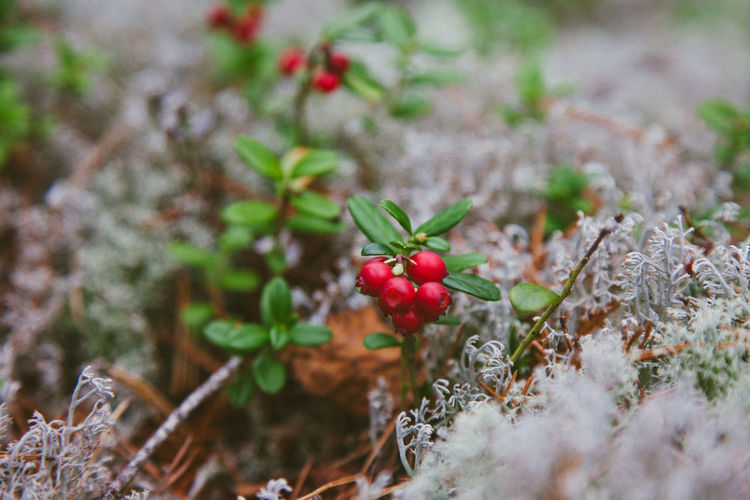 Close-up of red berries growing on plant