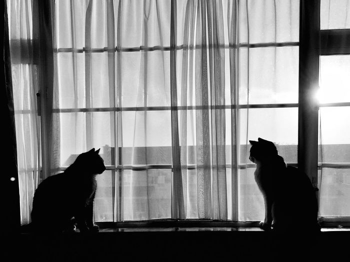 Silhouette cats sitting on window sill