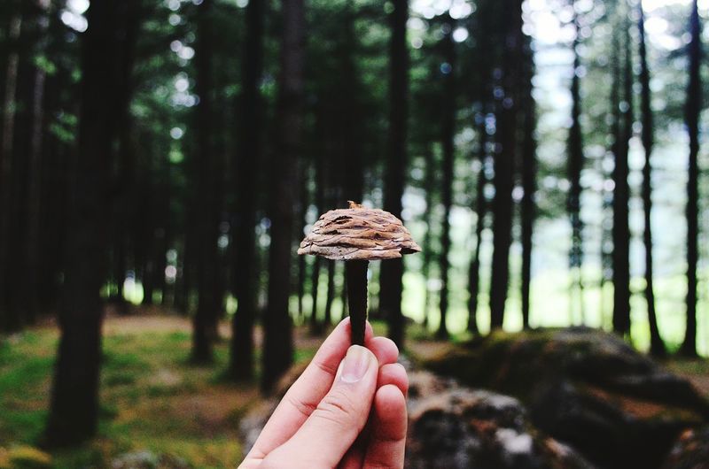 Cropped image person holding mushroom in forest
