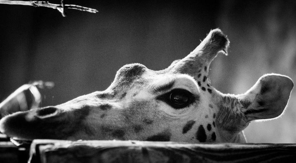 Close-up of giraffe at chester zoo