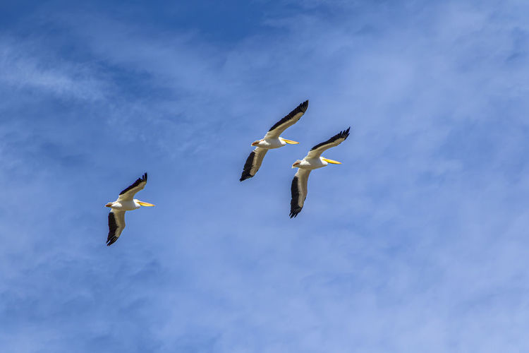 Low angle view of bird flying against sky
