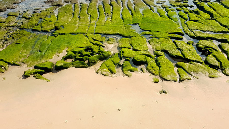 High angle view of plants on beach