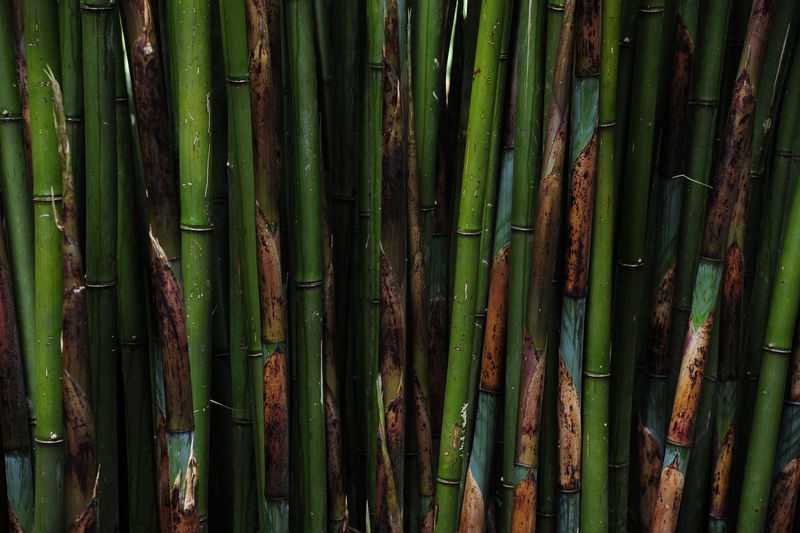 Full frame shot of bamboos