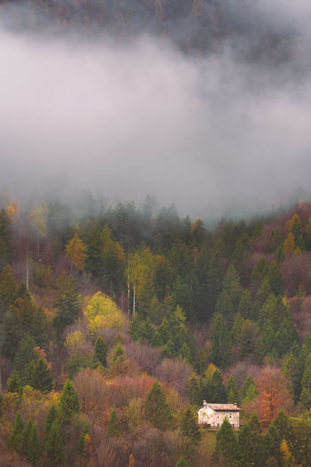 Scenic view of forest against sky
