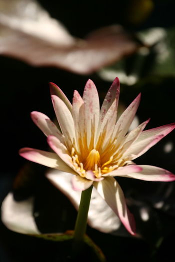 Close-up of water lily blooming outdoors