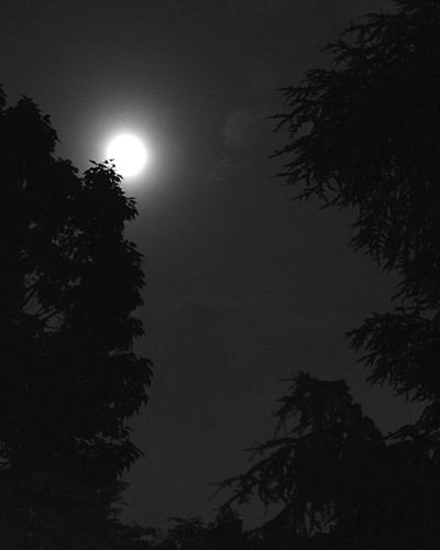 Low angle view of trees against sky