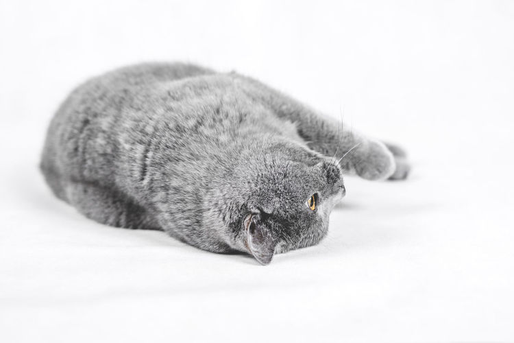 Close-up of a cat over white background