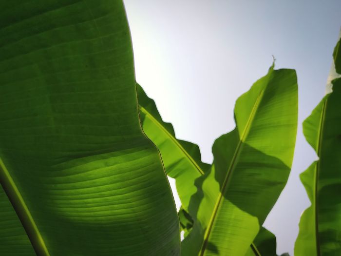 Low angle view of green leaves