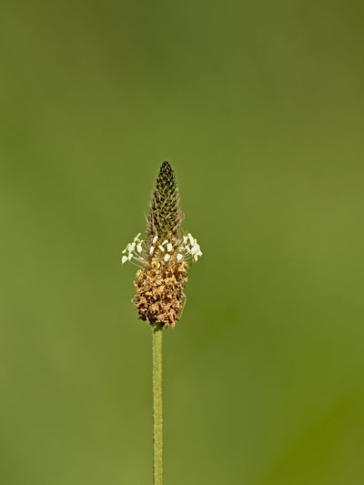 Close-up of wilted flower against blurred background