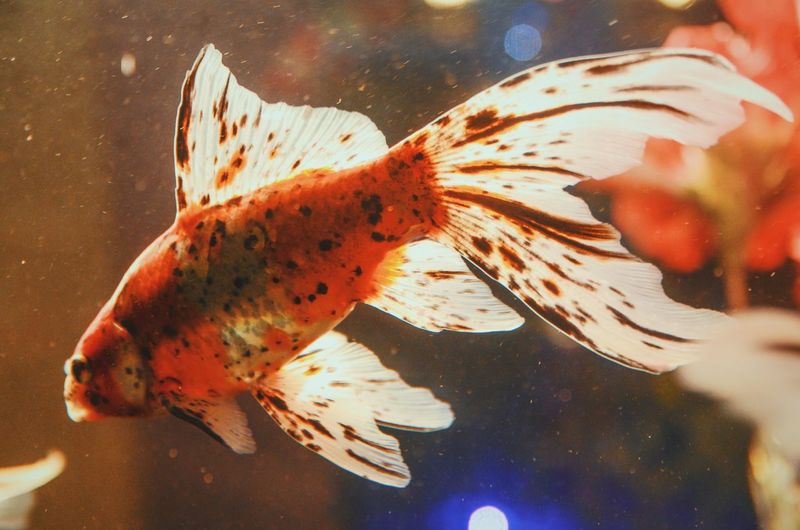 Close-up of fish in water