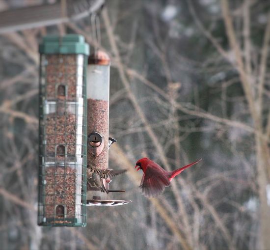 Cardinals flying around feeder against trees during window
