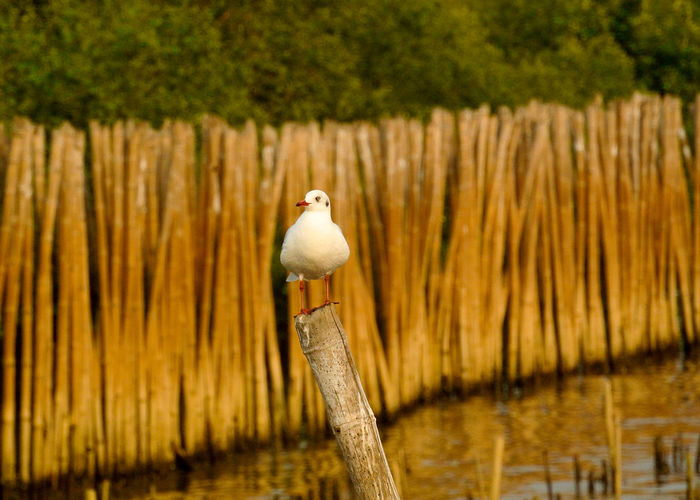 Seagull stand alone on bamboo.