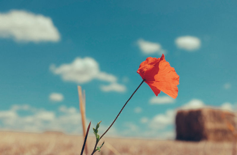 Close-up of red flowering plant on land against sky
