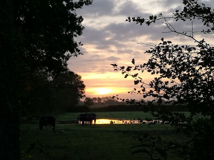 Cows in farm against sky during sunset