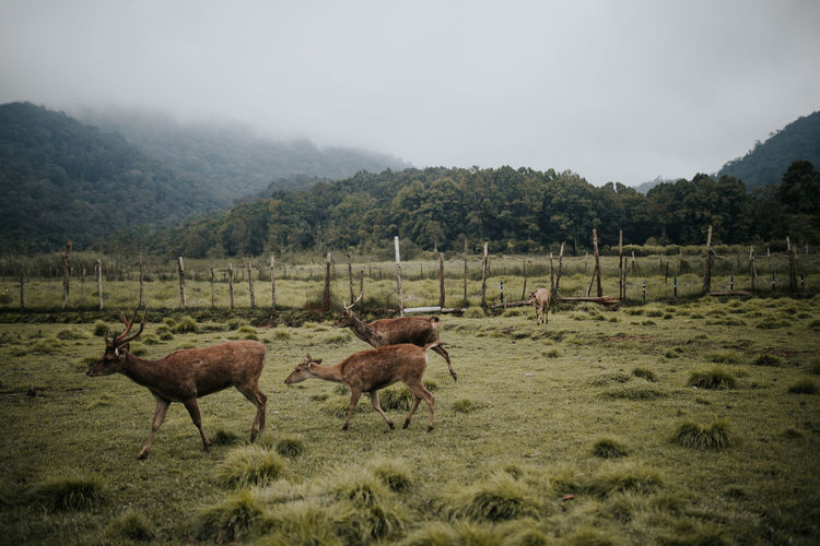 Deers walking on land