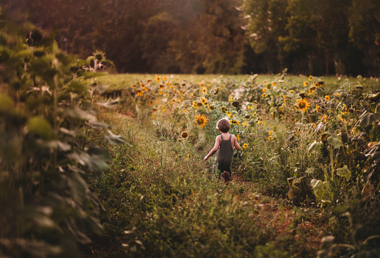 Far away back view of child running in a sunflower field in summer