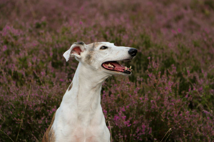 Close-up of a dog on field