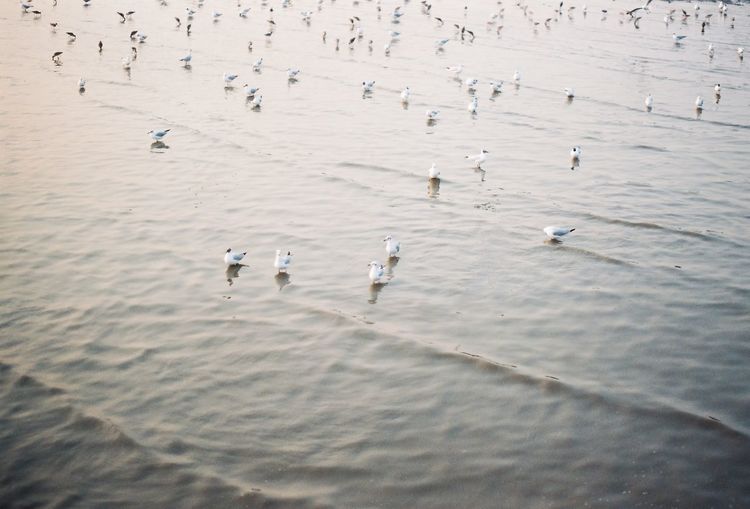 High angle view of seagulls swimming in sea