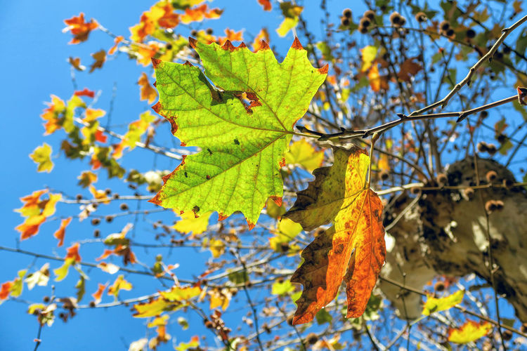 Low angle view of leaves perching on tree