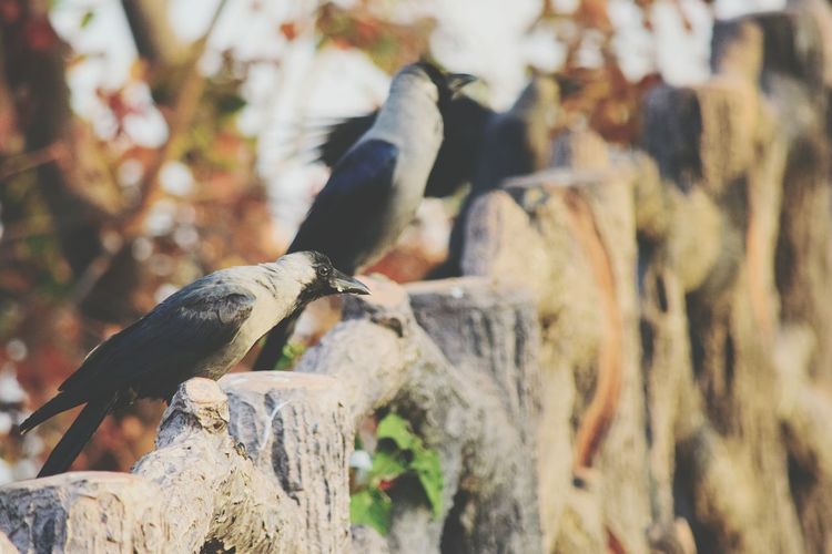 Side view of birds on fence