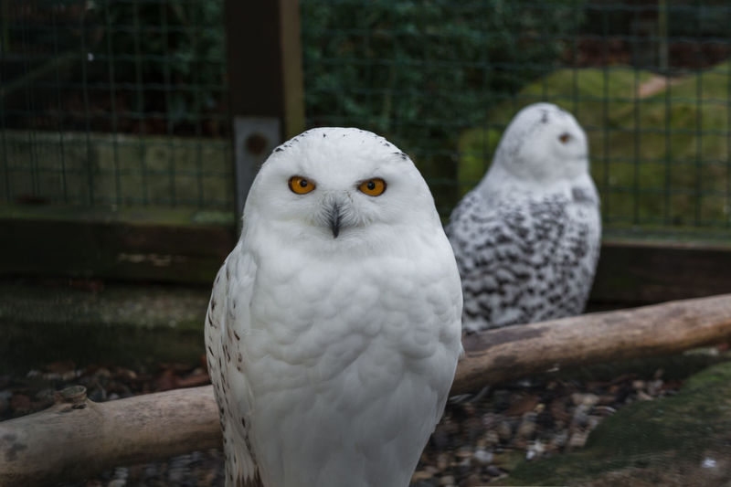 Close-up of snowy owls in birdcage at zoo