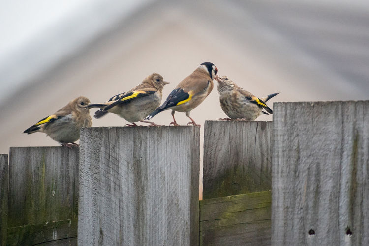 Goldfinch bird  feeding young on wooden fence.