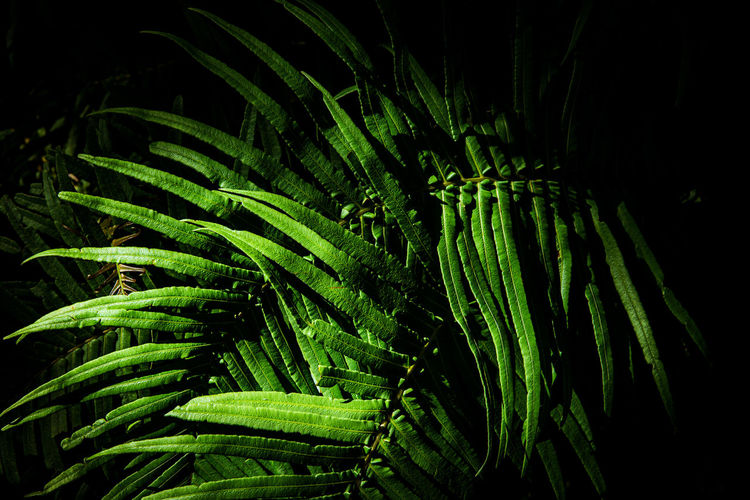 High angle view of fern leaves at night