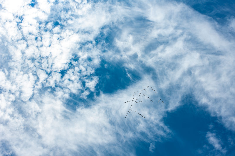 Low angle view birds fly 