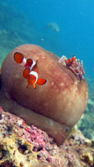 Close-up clownanemone fish
