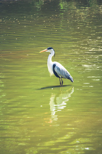 Side view of a bird in lake