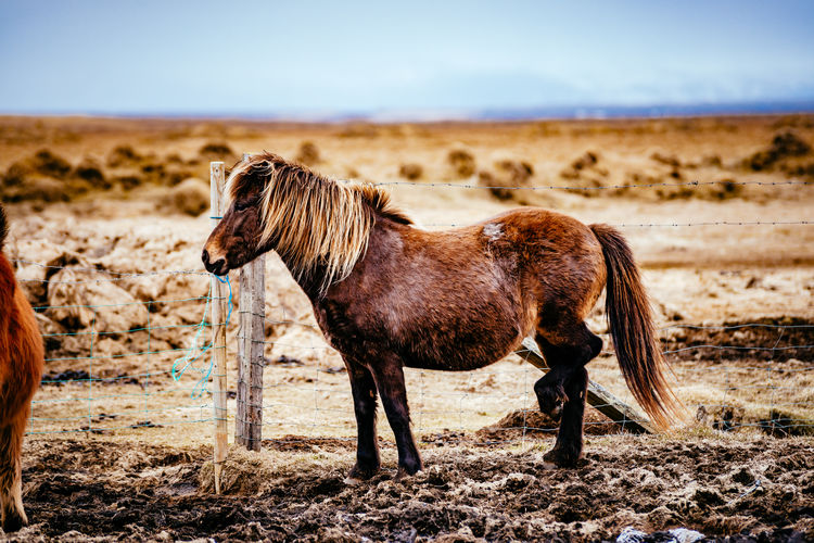 Horse standing by fence on field