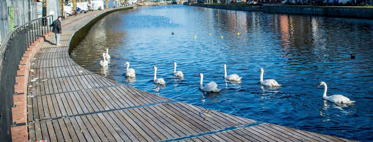 Man on pier with white swans in canal