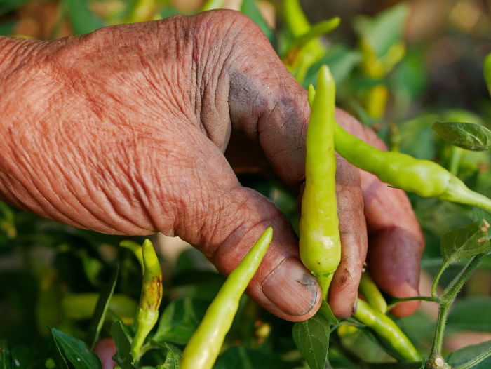 Old grungy hard-working farmer's hand picking green chili, a beautiful outcome from his hard work