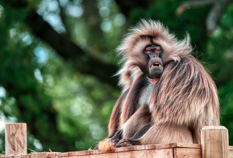Gelada monkeys of the wild place project