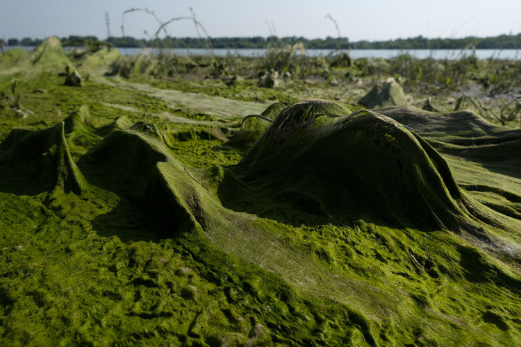 Close-up of moss on land