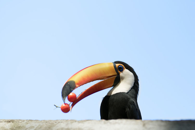 Brazilian toucan eating cherry tomato