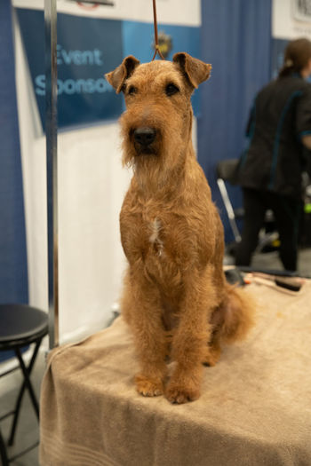 Close-up of a dog standing on a grooming table looking at you