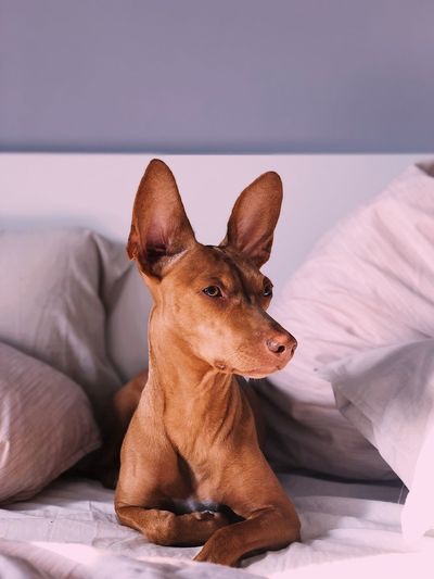 View of a dog lying on bed