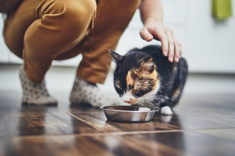 Low section of woman feeding cat at home