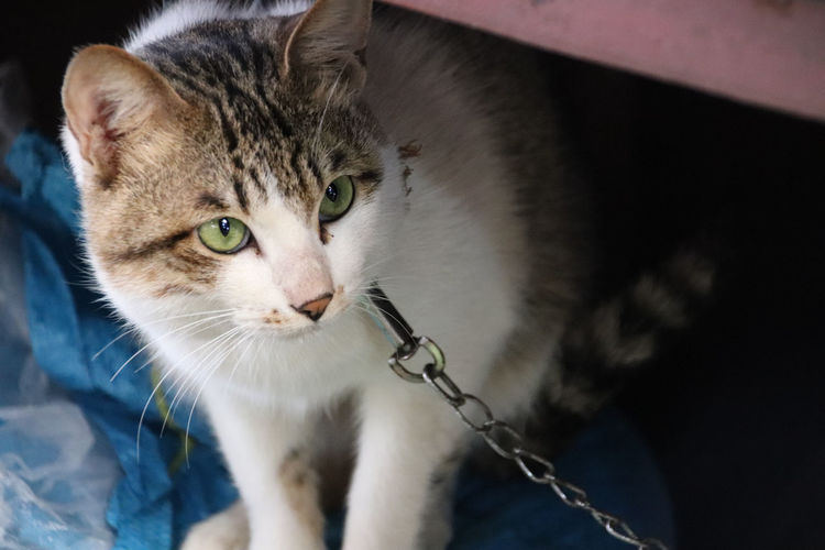 Close-up of cat in chains