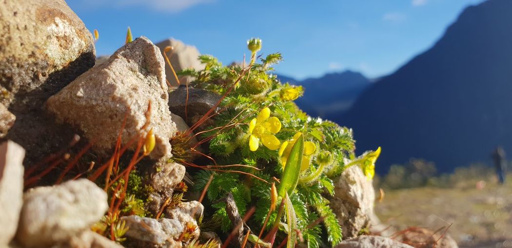 Close-up of plants growing on rocks against sky