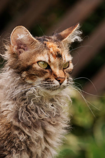 Close-up of cat