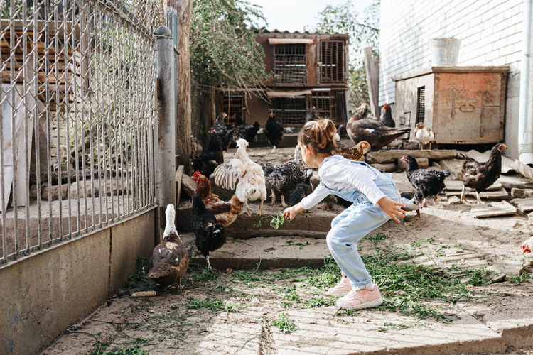 Full length of cute girl feeding hen outdoors
