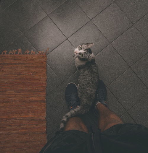 Low section of person with cat on tiled floor