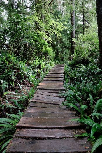 Wooden boardwalk amidst trees in forest